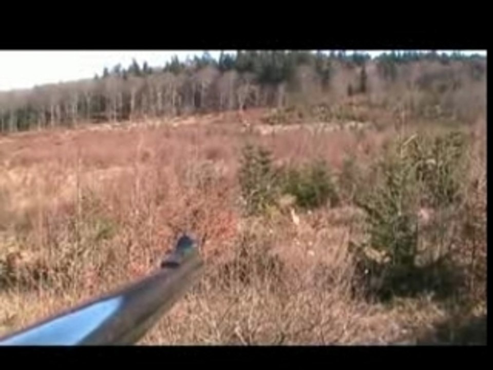 chasse chevreuil/sanglier