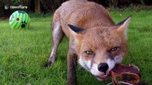 Hungry wild red fox tries to steal dog chew