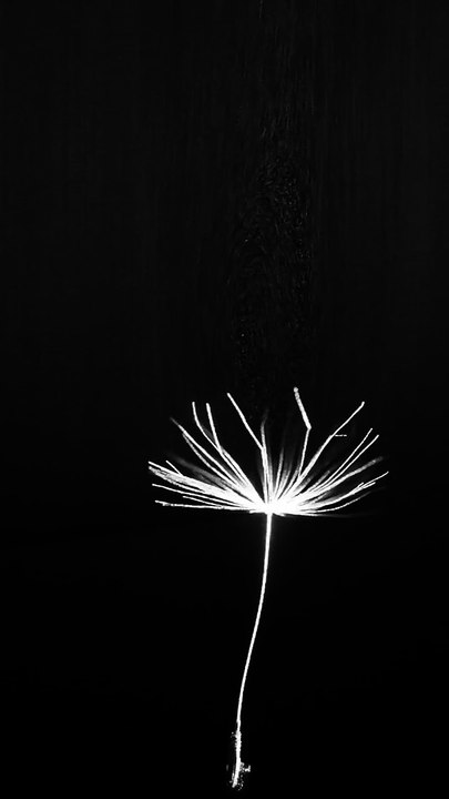dandelion flight