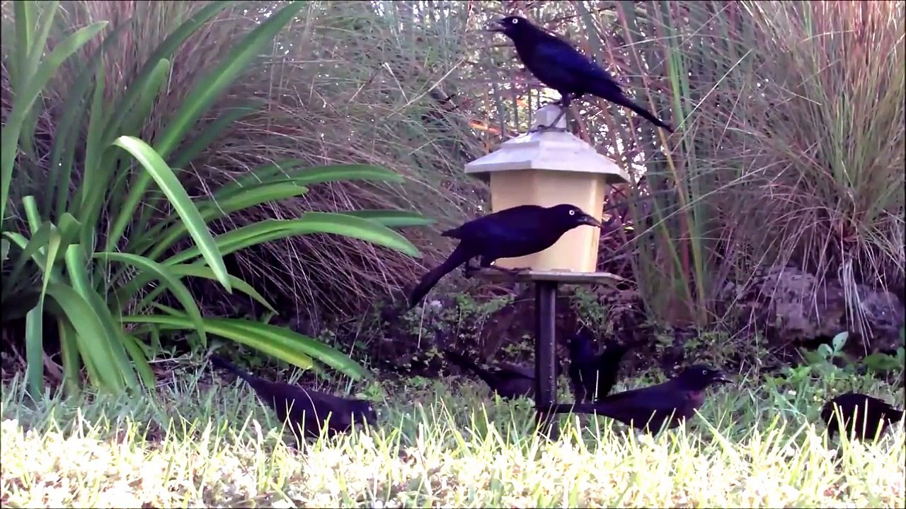 Cat TV - Extreme Birds Edition