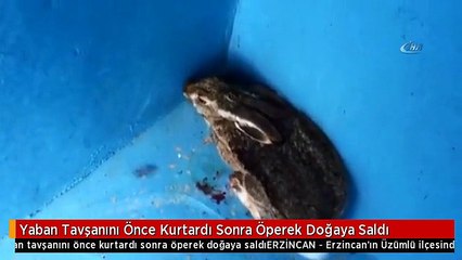 Yaban Tavşanını Önce Kurtardı Sonra Öperek Doğaya Saldı