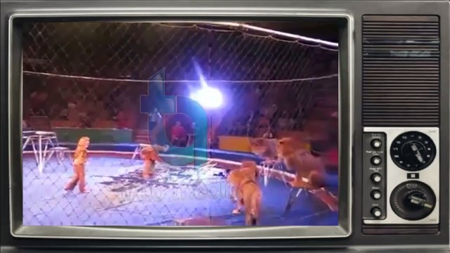 Terrorist lions. Lion attacks and mauls trainer during circus show in Ukraine