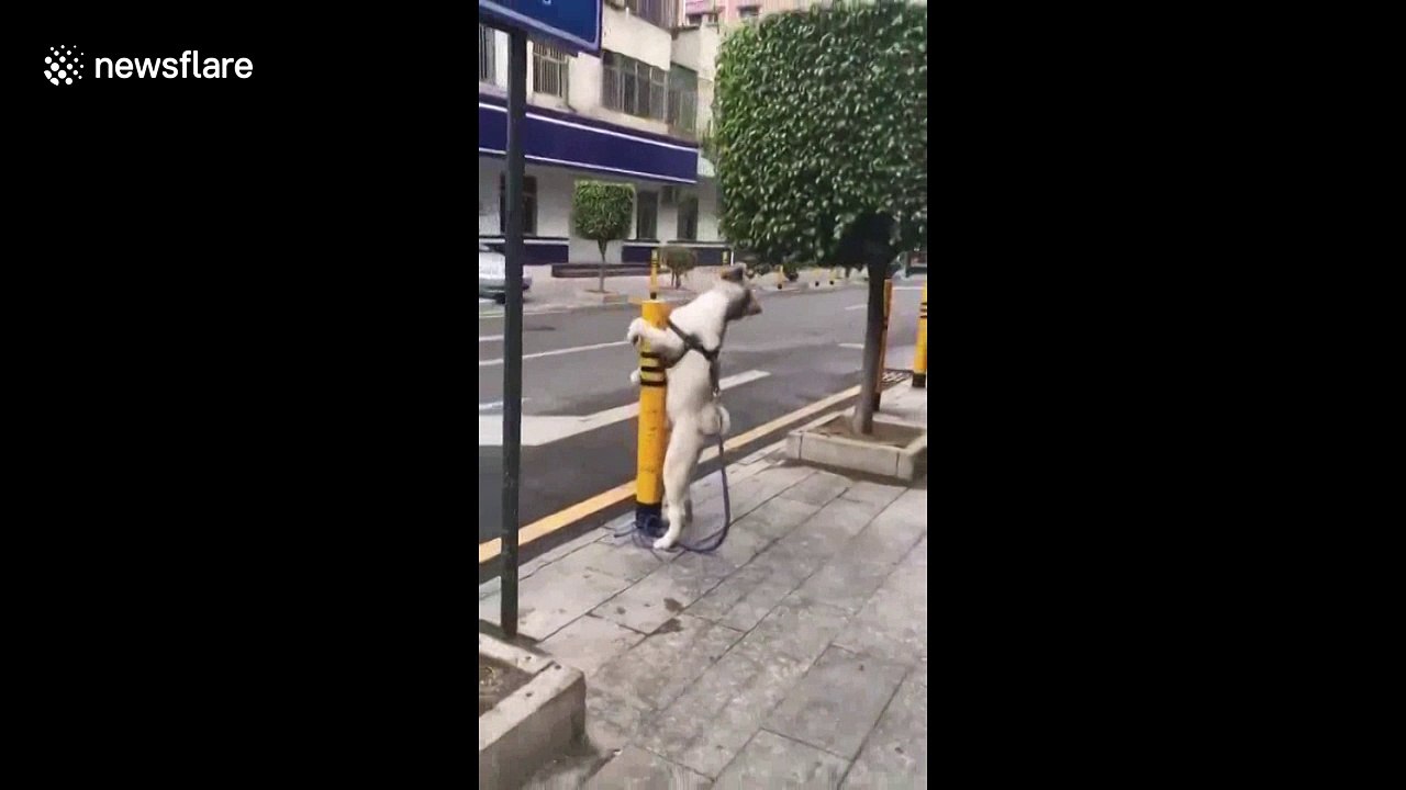 Humping husky tries to mate with steel post