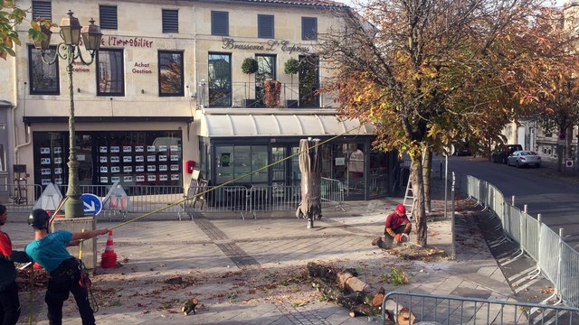 Cognac: six marronniers de la place François-1er abattus ce lundi (1/2)