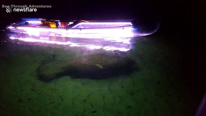 Manatee follows lit up canoe's glow in 'surreal encounter'