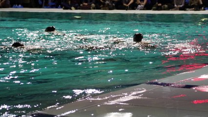 natation synchronisée swim and dance Tournai 1