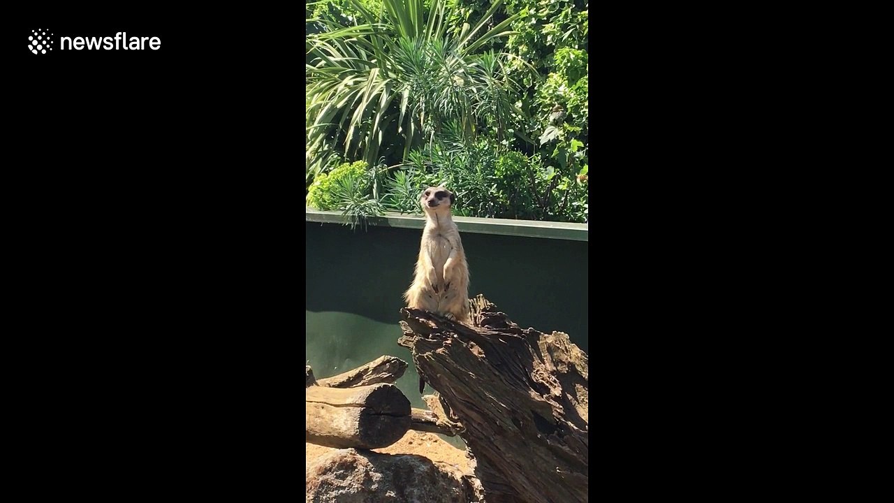 This meerkat barks like a dog