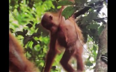 Learn Animal Alphabet ABC Song Common Core Children Kids