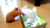 ハムスターはティッシュが大好き！おもしろ可愛いハムスター Funny Hamsters love tissue paper Kleenex!