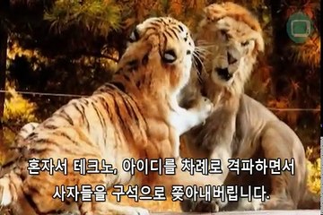 호랑이 사자 싸움 대결 논란 종결 스토리