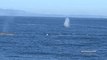 Rare Number of Blue Whales Appear in Monterey Bay