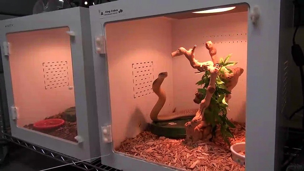 To be continued-Serpent edition