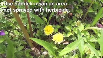 How to harvest, prepare, and use dandelion leaf and root for beauty and health