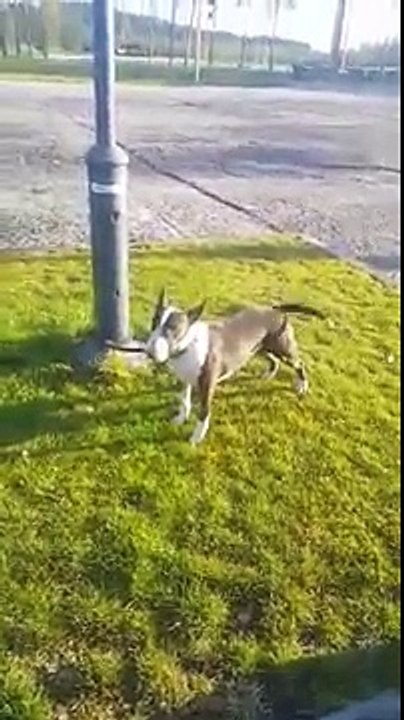 przewóz zwierząt do Anglii