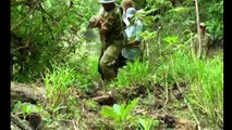 아마존 열대 우림에서 발견 세계 최대의 파이썬 뱀 거대한 아나콘다 긴 파이썬 공격 암소