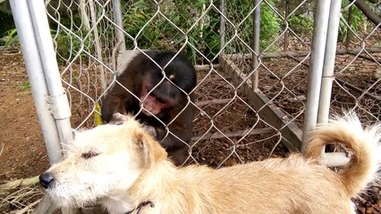 Monkey Grooming a Dog