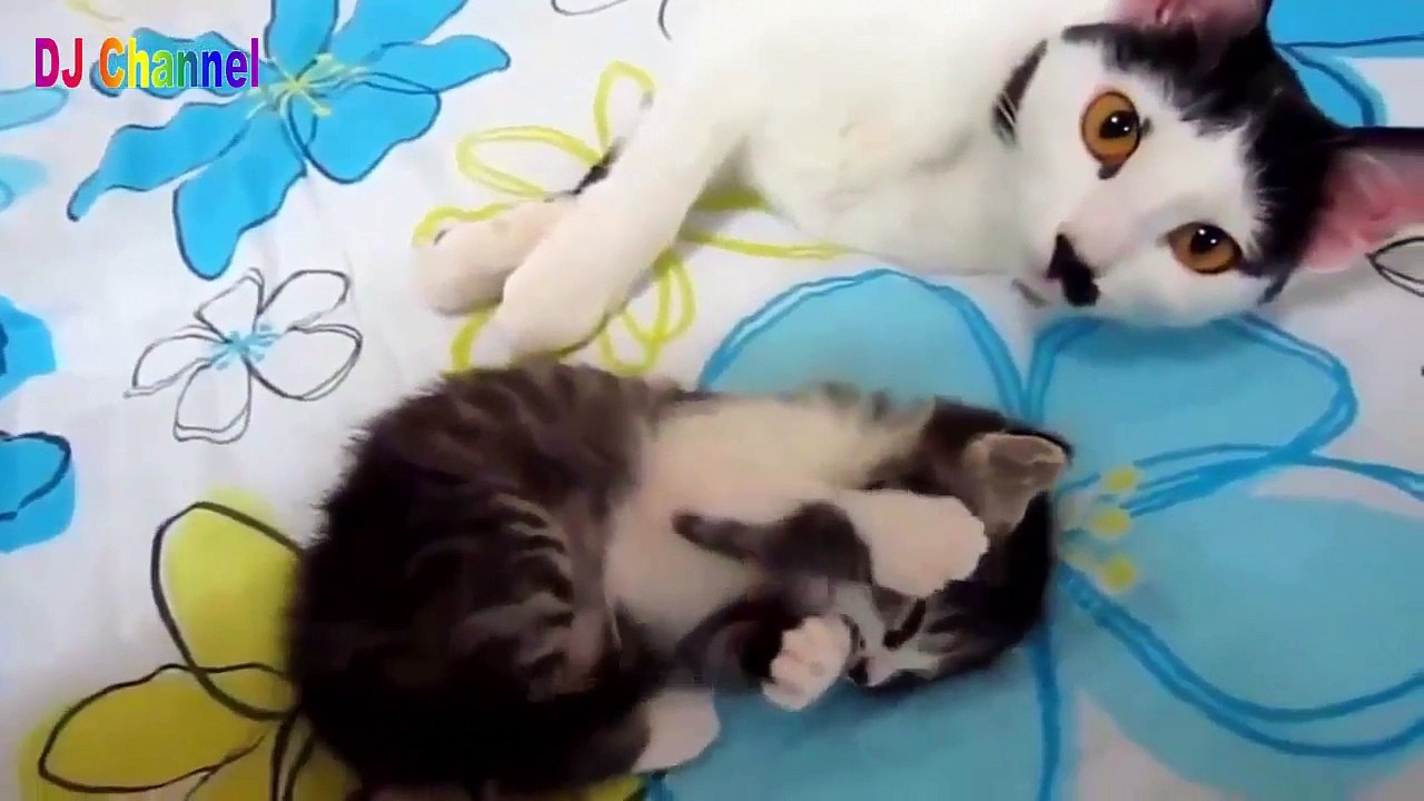 CHÚ CHUỘT NHẮT ♥ CON MÈO TRÈO CÂY CAU ♫ Nhạc thiếu nhi sôi động hay nhất