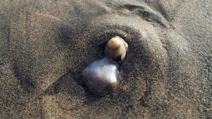 Ce coquillage carnivore dévore un crabe vivant