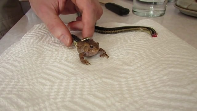 Il tente de libérer un crapaud piégé dans la gueule d'un serpent mort