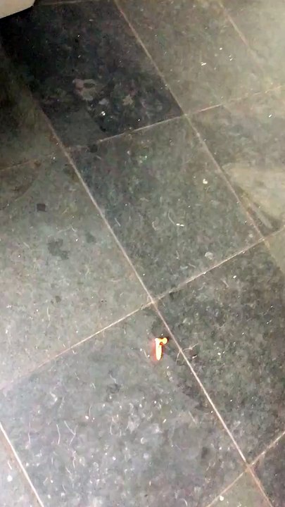 German Shepherd to the Rescue