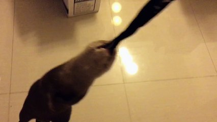 Playful Otter Swings Around