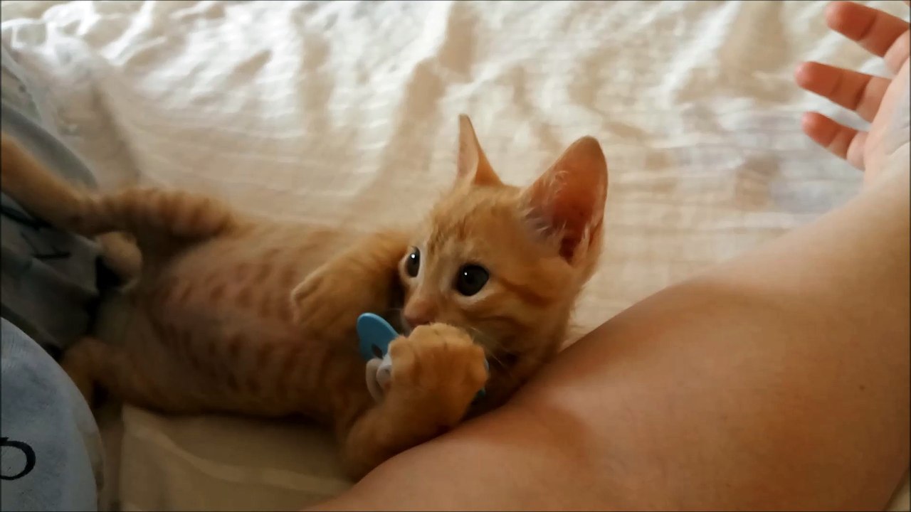 Kitten Loves its Pacifier