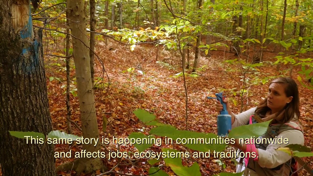 Racing to Protect Forests and Local Jobs | America's Charities