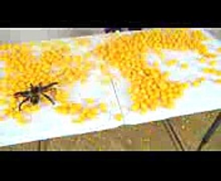 BAD BABY VALENTINES CHOCOLATE & CANDY Giant Spider Attacks Sophia Sarah Toys To See Family (1)