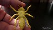 Toy Insects at Home   Cat _ Video for Children-Y6OsmdiB658