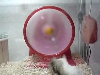 Hamster-roue