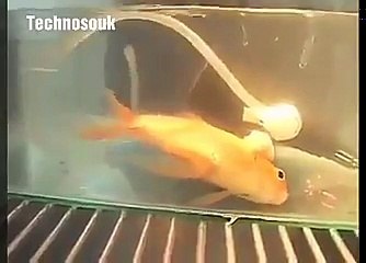 Opération chirurgicale pour un poisson