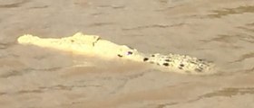 White Crocodile Spotted in Northern Territory River