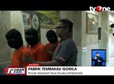 Penggerebekan Rumah Pembuat Narkoba Jenis Tembakau Gorila