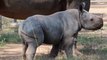 Baby Rhino Frolicks Around Taronga Western Plains Zoo