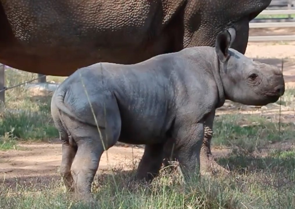 Baby Rhino Frolicks Around Taronga Western Plains Zoo