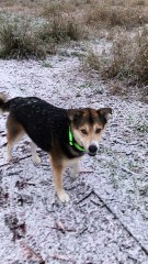 Cute Dog Trying to Catch Snow