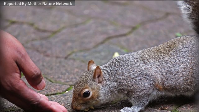 Did You Know These Facts About Squirrels?