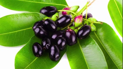 ডায়াবেটিস রোগের হোমিওপ্যাথি ঔষধ সিজিজিয়াম জ্যাম্বোলেনাম Syzygium jambolanum