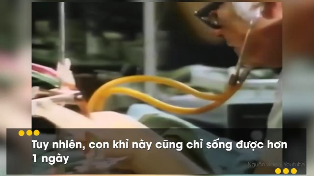 Ghép đầu động vật và những thí nghiệm rùng rợn nhất lịch sử nhân loại