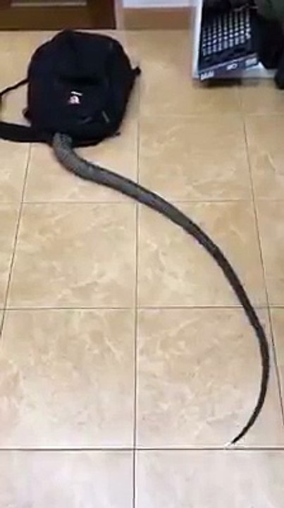 VID-20171119-WA0000