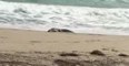 Crocodile Spotted on Beach in Hollywood, Florida