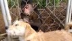Un singe cherche des poux à un chien