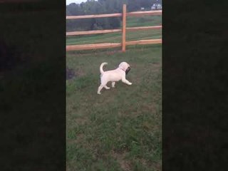 Proud Puppy Shows That She Can Walk Herself