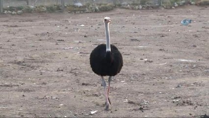 Türkiye'nin En Büyük Deve Kuşu Üretim Çiftliği Çanakkale'de