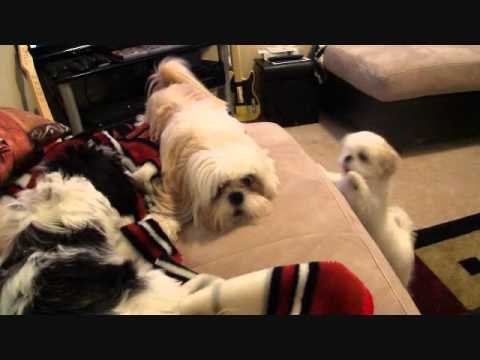 Bossy Shih Tzu Won't Stop Barking at Puppy Pals
