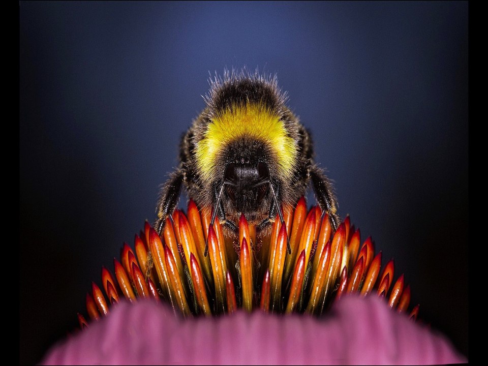 Bees buzzing and birdsong, relaxing nature sounds