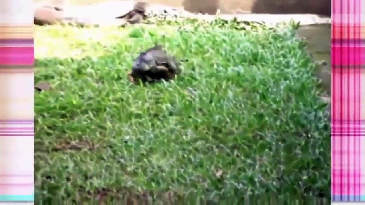 야생 동물의 공격 큰 전투 동물 리얼 전투 코모도 드래곤 공격