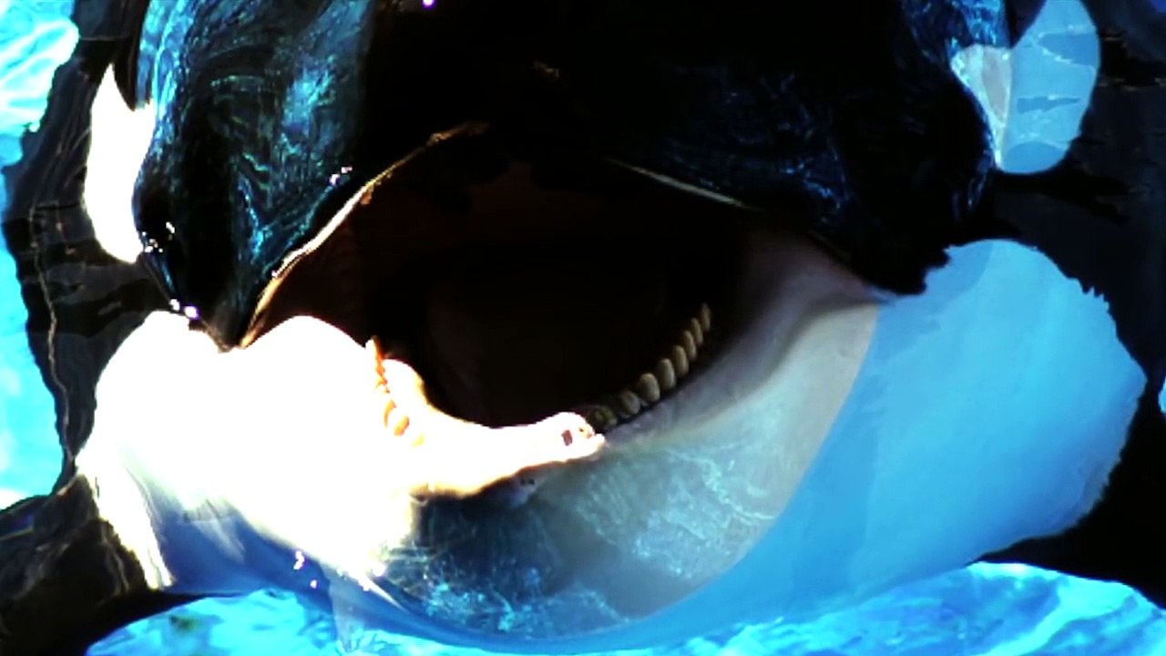 Tiburón Blanco VS Orca