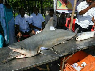 ரசித்து ருசித்து சாப்பிட நல்ல மீ்ன் நம்ம "நமோ" மீன்..வீடியோ