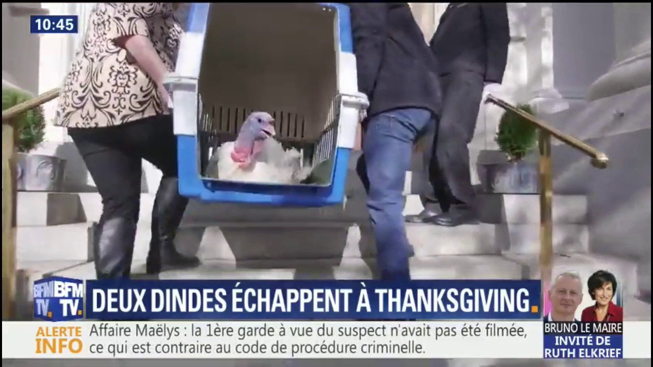 Nuit à l'hôtel, passage à la Maison Blanche... pour Thanksgiving, cette dinde va devenir l'animal le plus célèbre des Etats-Unis